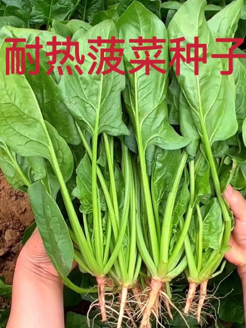 烈火菠菜种子夏季耐热抗病耐抽苔叶片厚杂交大叶