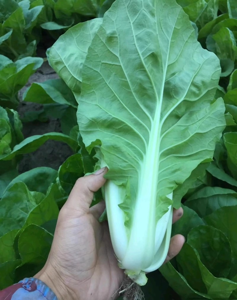 烈火金刚快菜种子耐热耐湿耐雨水抗各种病毒病基地种