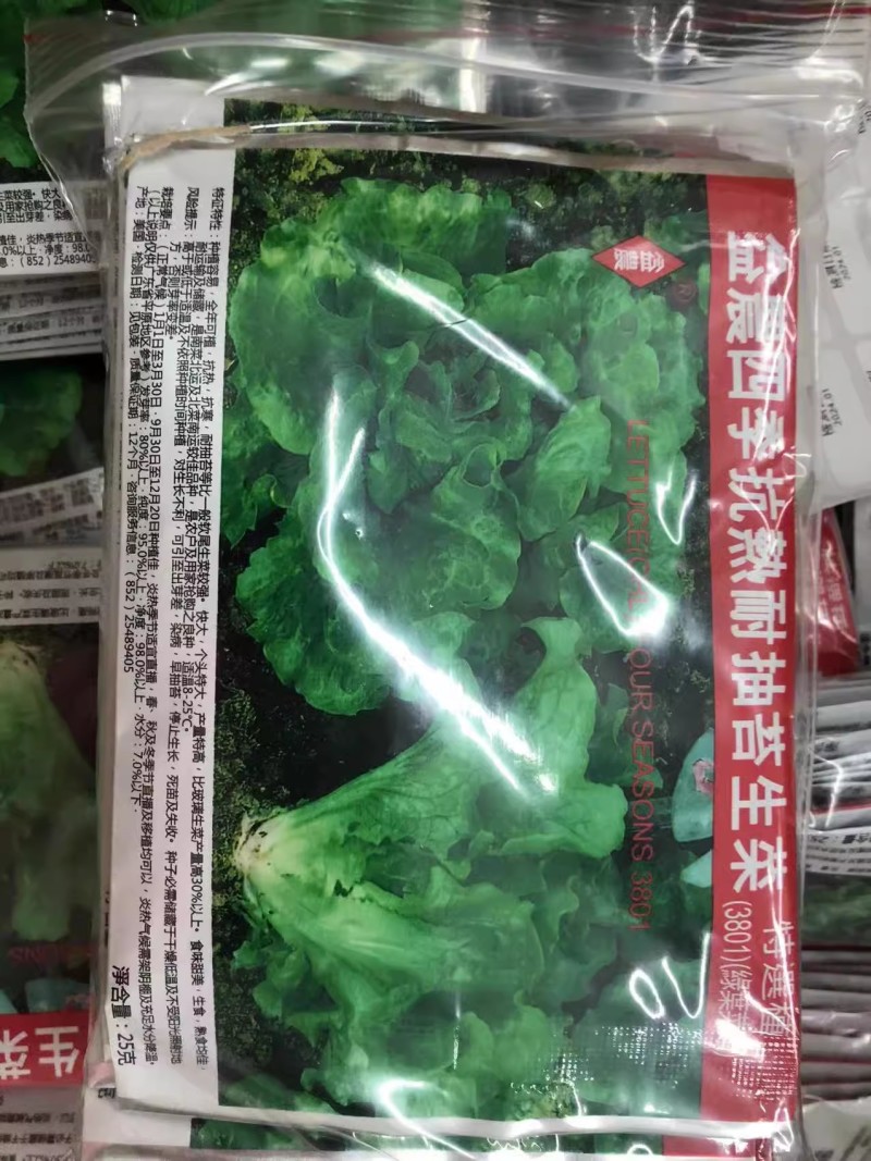 益农四季抗热耐抽苔生菜种子耐热耐寒味甜美基地种植