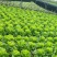 益农四季抗热耐抽苔生菜种子耐热耐寒味甜美基地种植