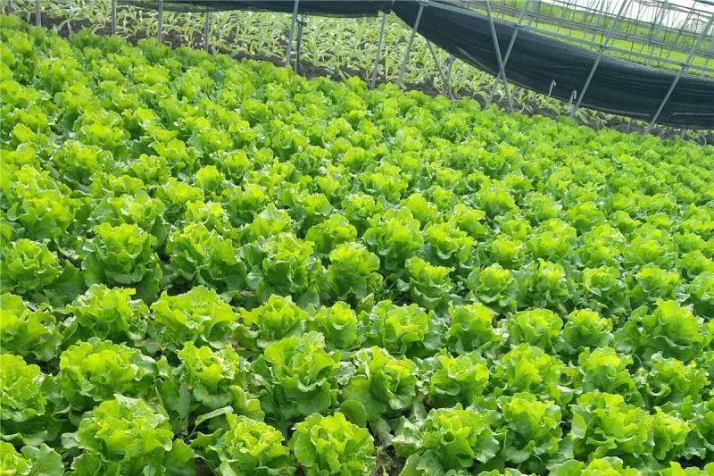 益农四季抗热耐抽苔生菜种子耐热耐寒味甜美基地种植
