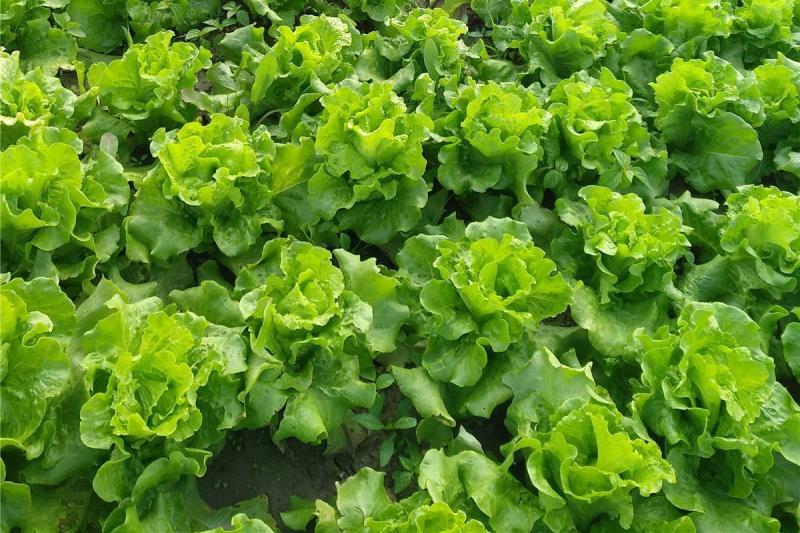 益农四季抗热耐抽苔生菜种子耐热耐寒味甜美基地种植