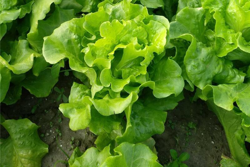 益农四季抗热耐抽苔生菜种子耐热耐寒味甜美基地种植