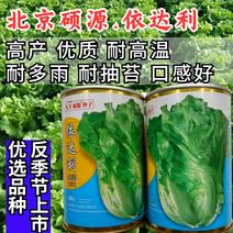 依达利生菜种子耐高温耐抽耐雨水反季节上市基地种植