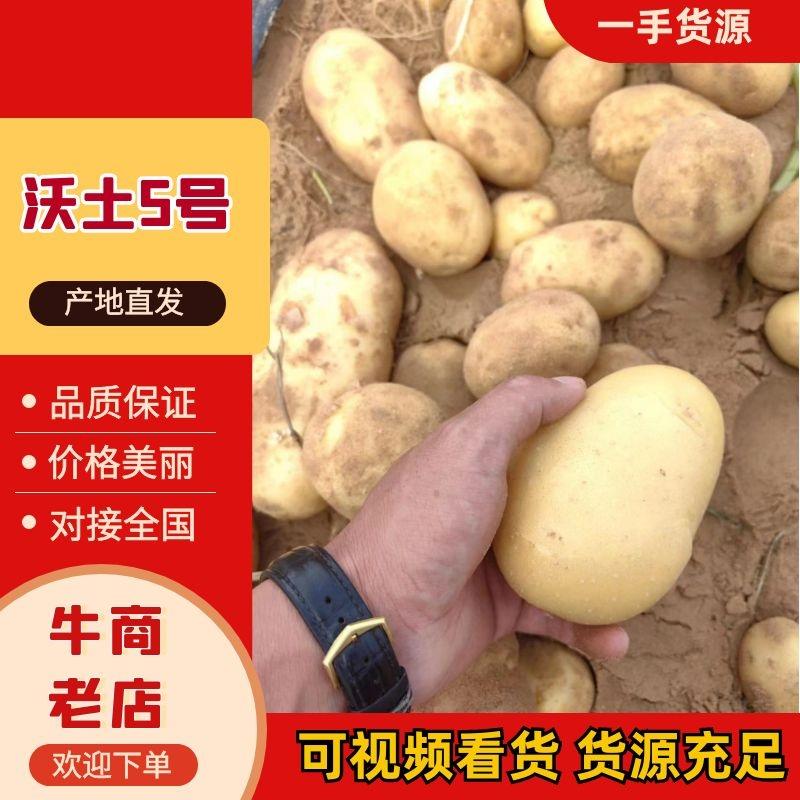 土豆沃土5号陕西榆林土豆大量供应中品质保障量大优惠