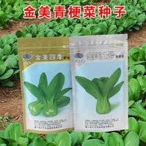 金美1号青梗菜种子早生直立耐热耐湿基地种植