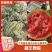 河北甜王西瓜大量供应质量保证对接市场商超等