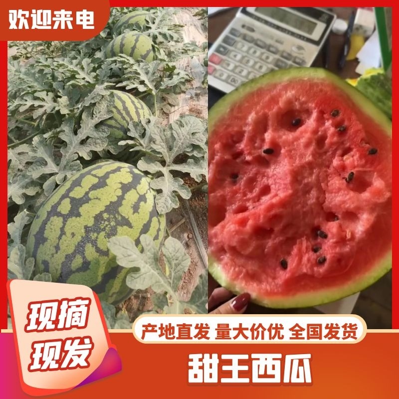 河北甜王西瓜大量供应质量保证对接市场商超等