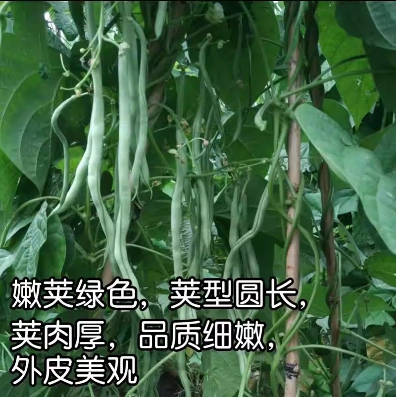 红玉架豆种子无筋豆种子品质鲜嫩无纤维基地种植