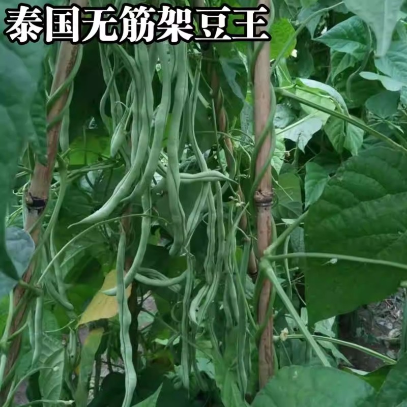 红玉架豆种子无筋豆种子品质鲜嫩无纤维基地种植