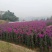 三角梅藤蔓紫花红花都有规格齐全可视频看货