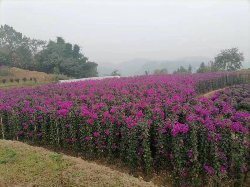 三角梅藤蔓紫花红花都有规格齐全可视频看货