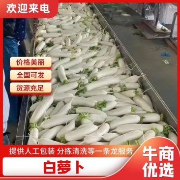 湖北精品白萝卜大量上市品质保证量大从优欢迎联系