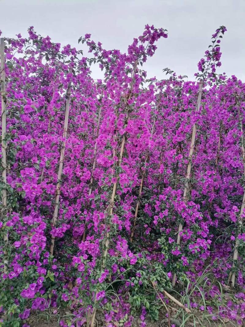三角梅藤蔓紫花红花都有规格齐全可视频看货