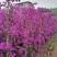 三角梅藤蔓紫花红花都有规格齐全可视频看货