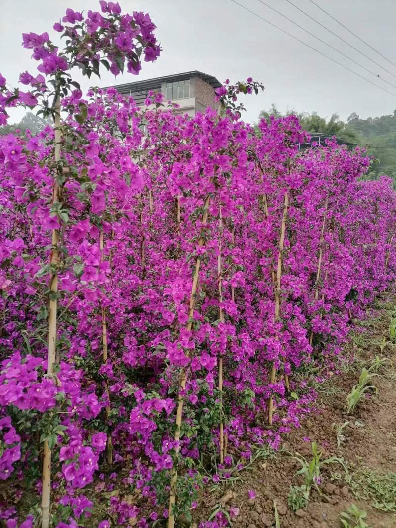 三角梅藤蔓紫花红花都有规格齐全可视频看货