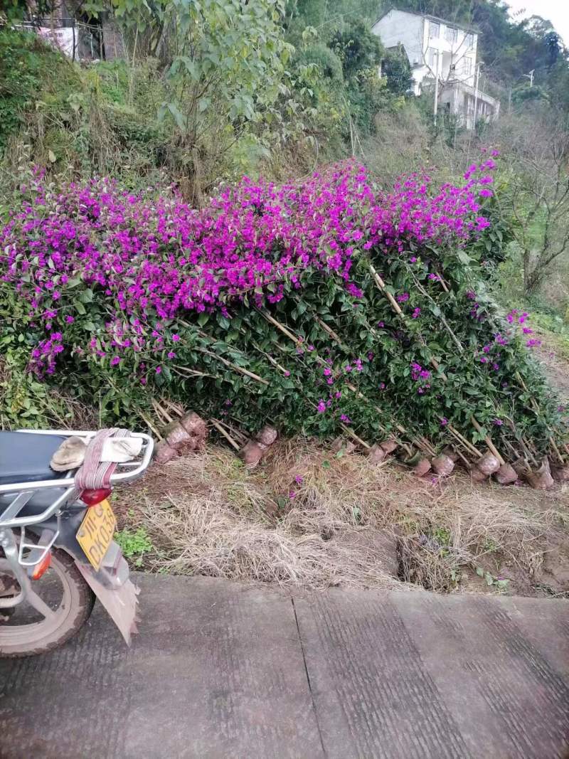 三角梅藤蔓紫花红花都有规格齐全可视频看货
