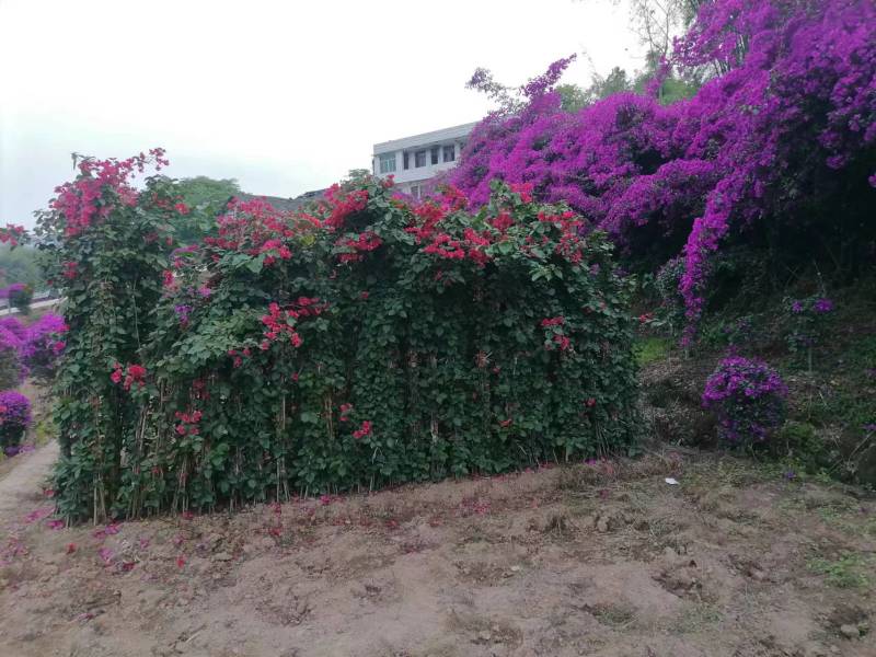 三角梅藤蔓紫花红花都有规格齐全可视频看货