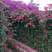 三角梅藤蔓紫花红花都有规格齐全可视频看货