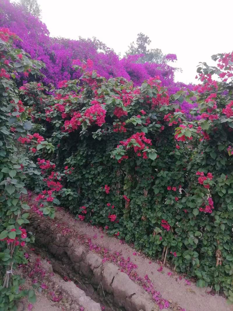 三角梅藤蔓紫花红花都有规格齐全可视频看货