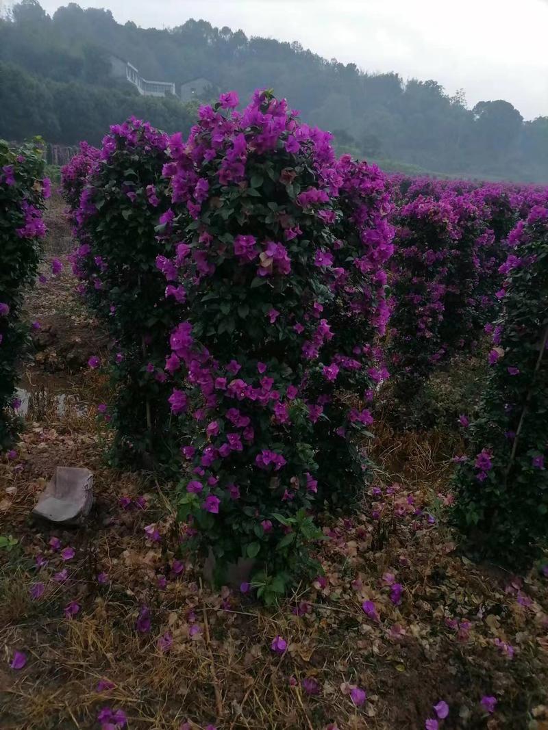 三角梅藤蔓紫花红花都有规格齐全可视频看货