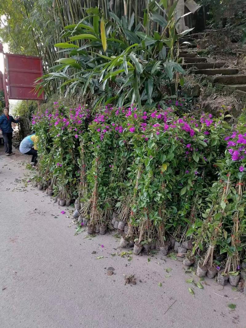 精品紫花三角梅基地直发品种优良对接市政工程绿化园林