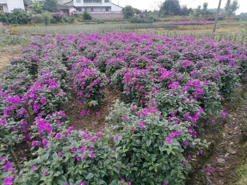 精品紫花三角梅基地直发品种优良对接市政工程绿化园林
