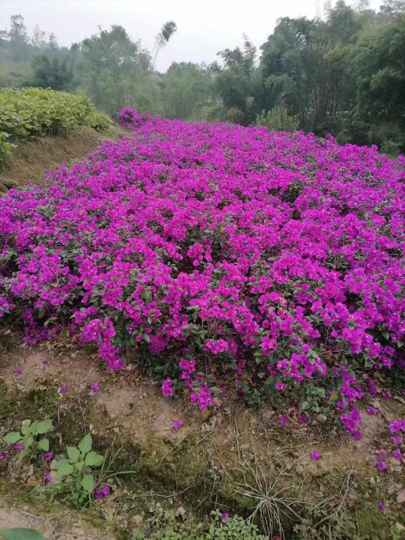 精品紫花三角梅基地直发品种优良对接市政工程绿化园林