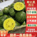 【推荐】江苏精品特小凤西瓜，产地一手货源，可视频看货选货