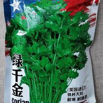 绿千金香菜种子美国进口铁杆大叶耐热耐寒耐抽苔抗病