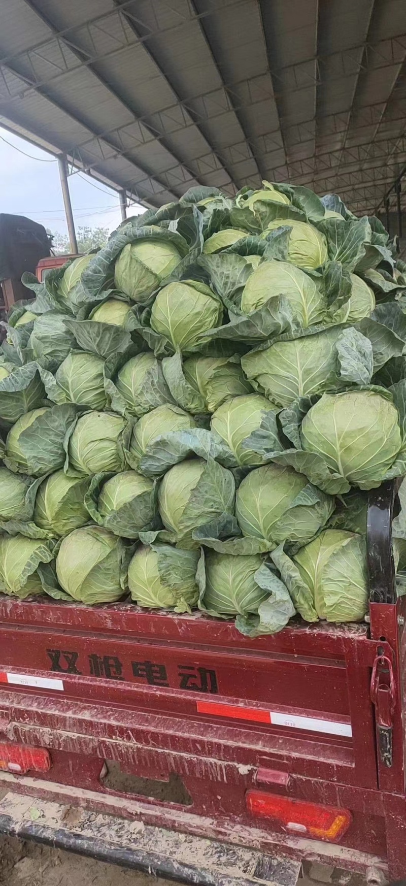 甘蓝定西甘蓝精品货产地直供一手货源量大从优