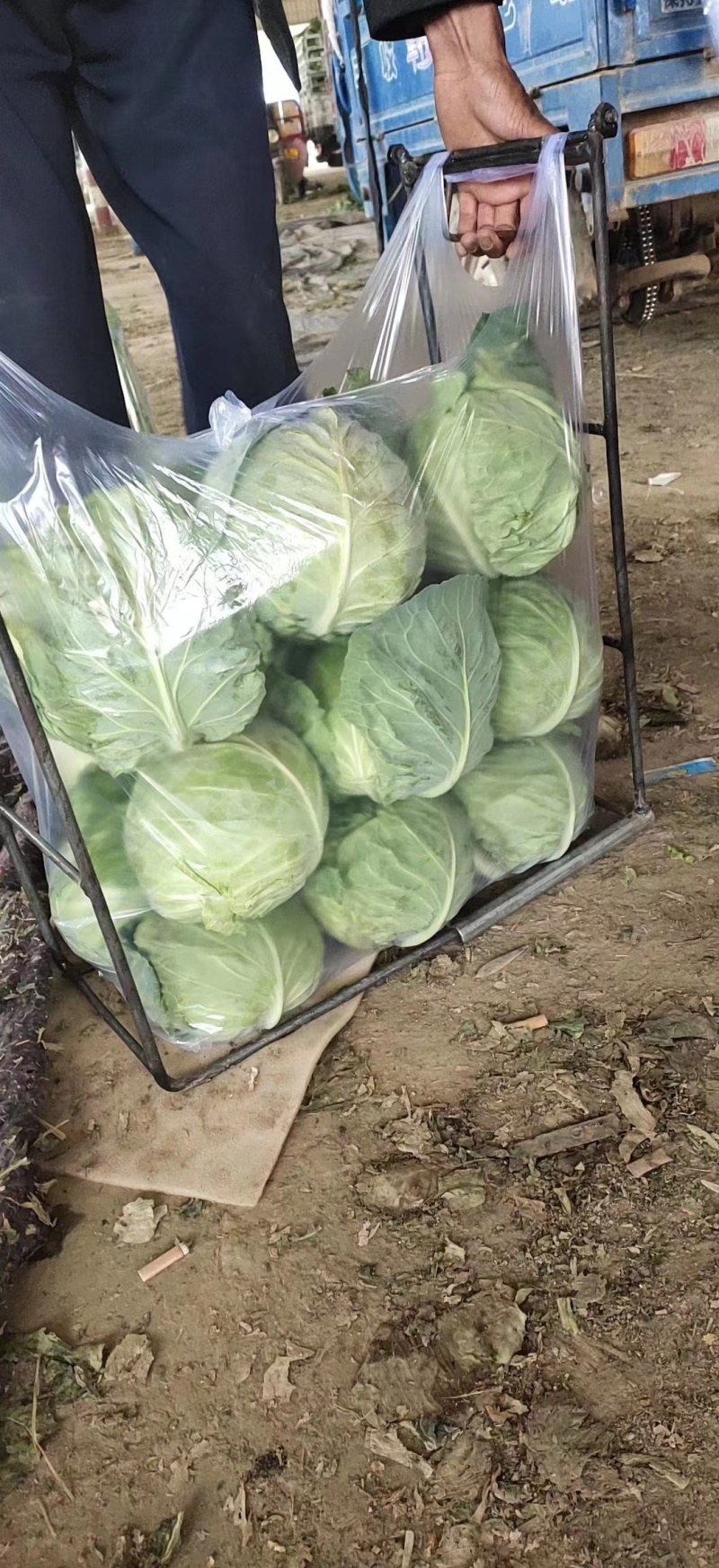 甘蓝定西甘蓝精品货产地直供一手货源量大从优