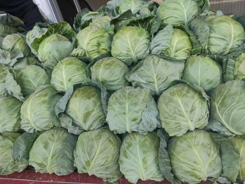 甘蓝定西甘蓝精品货产地直供一手货源量大从优