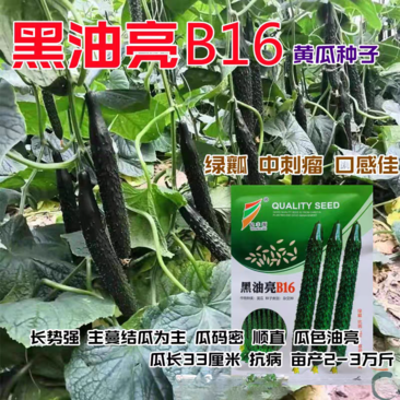 黑油亮黄瓜种子绿瓤抗病瓜条顺直瓜把短耐热基地种