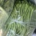 高山四季豆无筋豆，专业合作社种植，品质好价格优