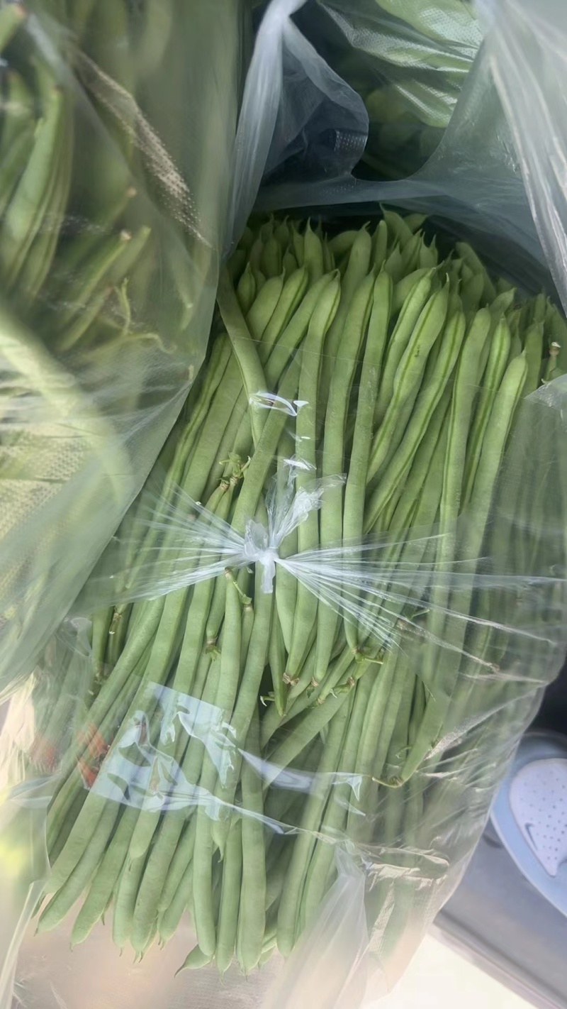 高山四季豆无筋豆，专业合作社种植，品质好价格优