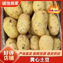 黄心土豆精品土豆个头均匀人工挑选，大量供应出口，电商，