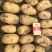 【实力商家】精品土豆沃土五号土豆产地直发代发全国欢迎