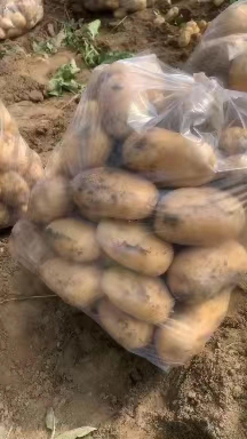 【实力商家】精品土豆沃土五号土豆产地直发代发全国欢迎