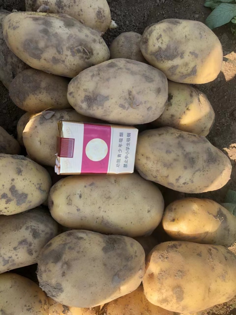 【实力商家】精品土豆沃土五号土豆产地直发代发全国欢迎