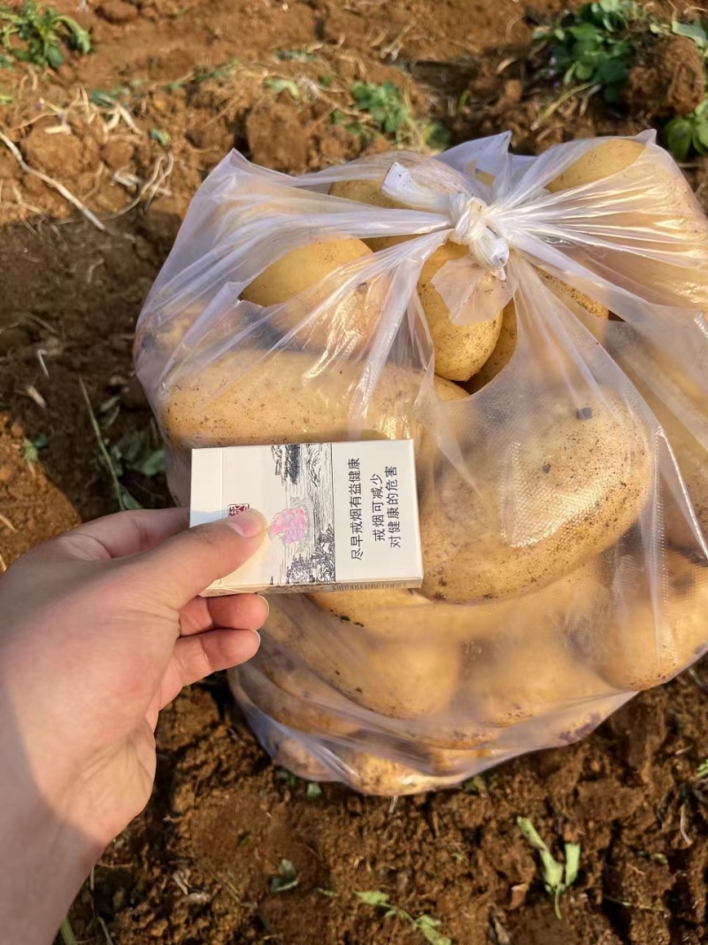 【实力商家】精品土豆沃土五号土豆产地直发代发全国欢迎