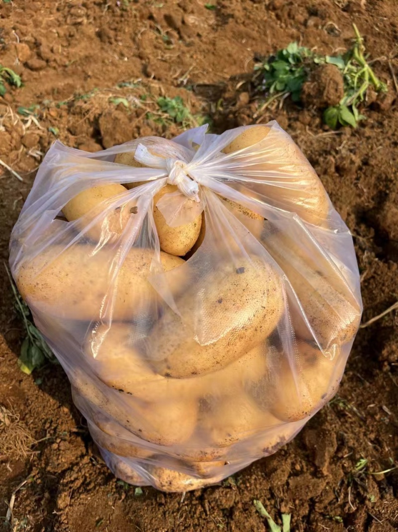 【实力商家】精品土豆沃土五号土豆产地直发代发全国欢迎