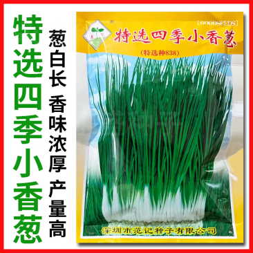 四季小香葱种子直立四季常青不凋香味浓厚基地种植
