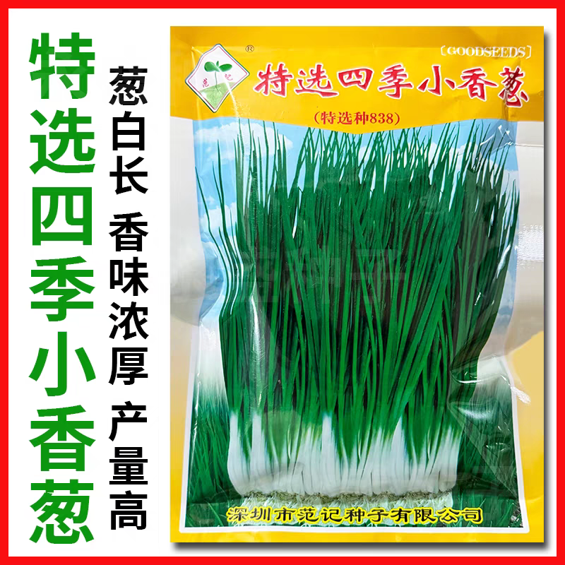 四季小香葱种子直立四季常青不凋香味浓厚基地种植