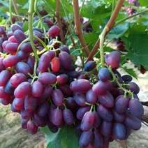 【甄选】山东葡萄精品巨圣葡萄一号，冷棚巨盛葡萄，可视频看货