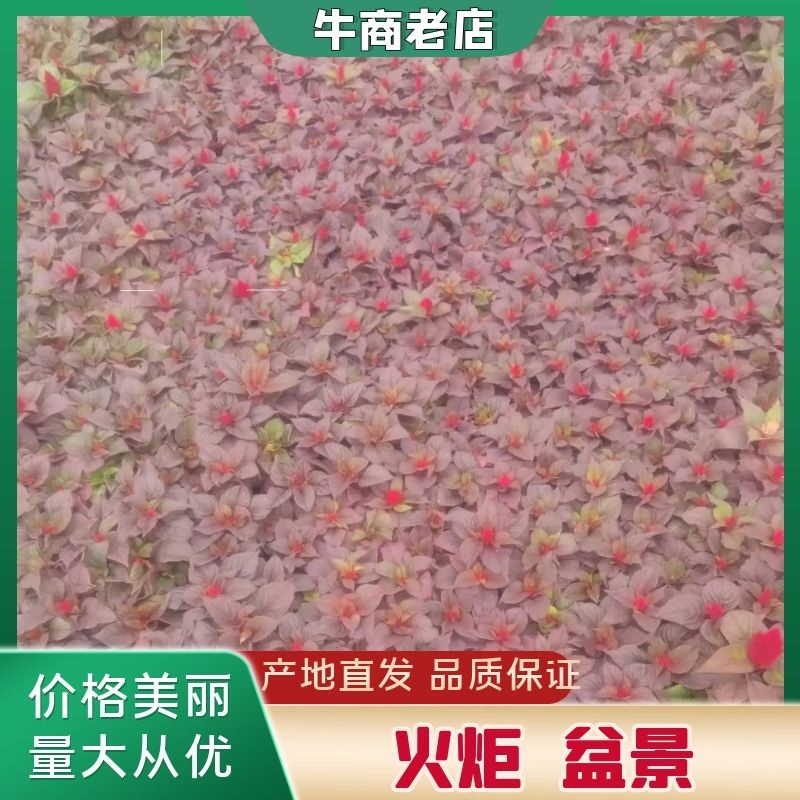 牛商老店万紫千红品质保证代发全国价格优