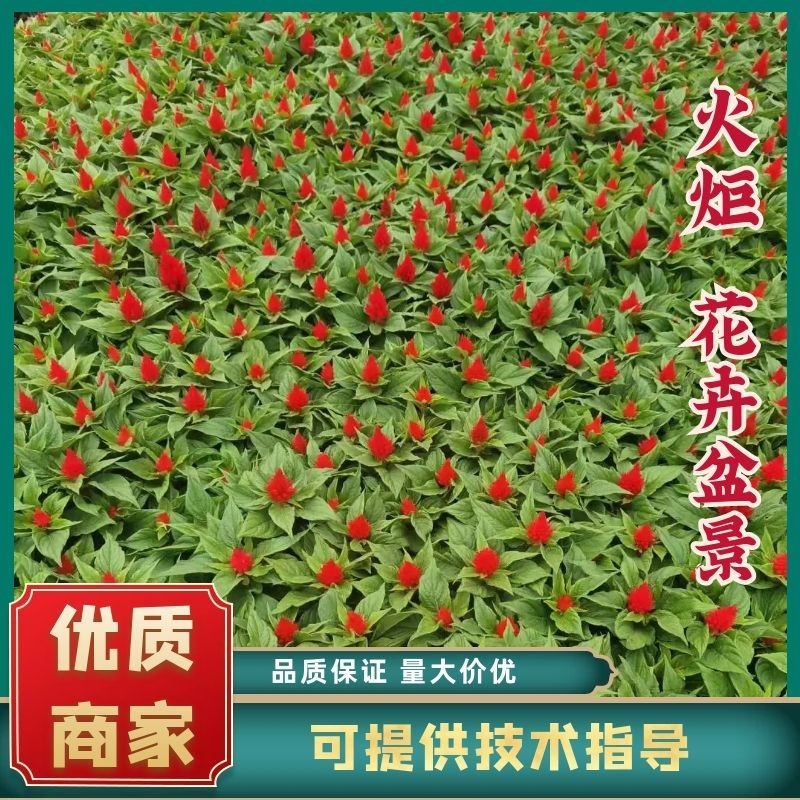 牛商老店万紫千红品质保证代发全国价格优