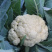雪山二號70天夏季花椰菜种子白花菜大田早熟耐热耐湿花球紧
