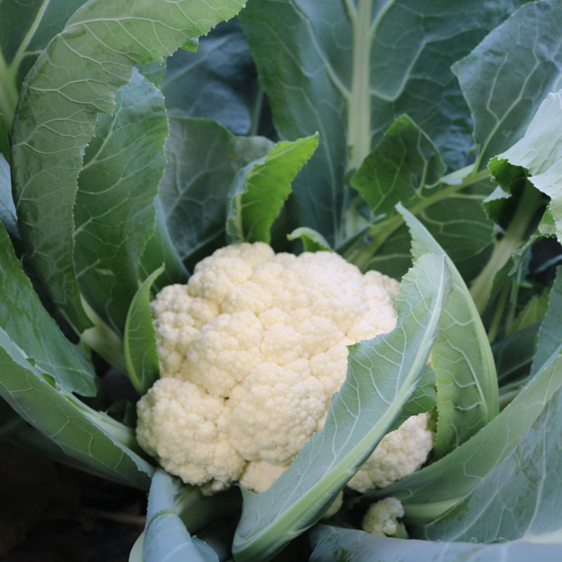雪山二號70天夏季花椰菜种子白花菜大田早熟耐热耐湿花球紧