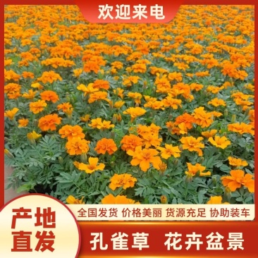 【优质孔雀草】新品上市辽宁沈阳品种齐全代发全国价优